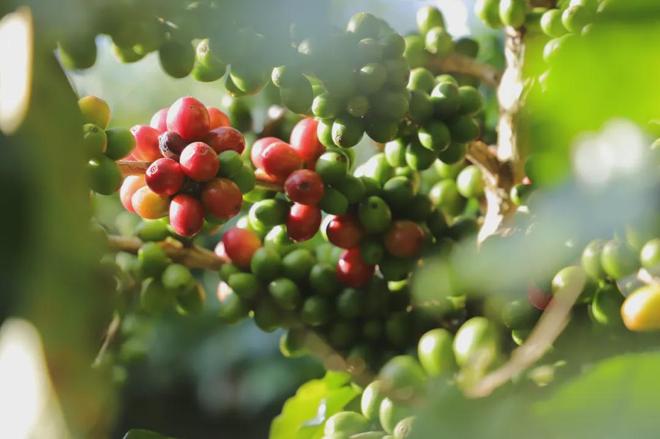 中国咖啡”：从日常饮品到文化新符号CQ9电子平台网站拼多多上的 “(图7)